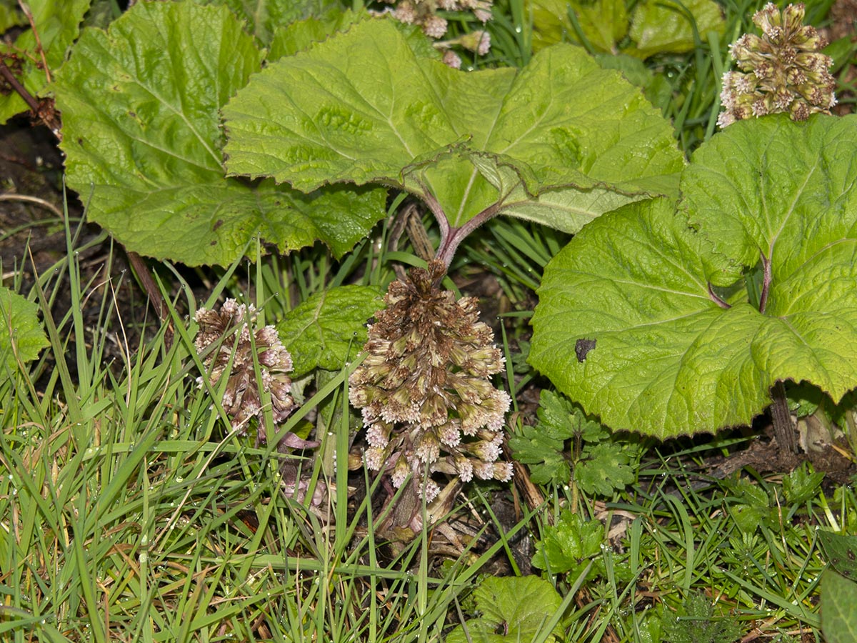 Petasites hybridus